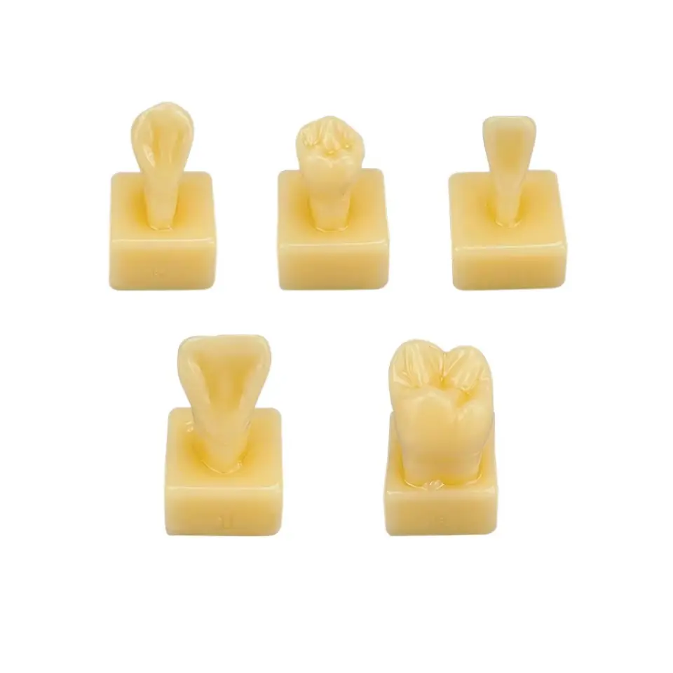 [70400000001PCX] Dental Teeth Model 1.2 Times Carved Ivory Model 1pc