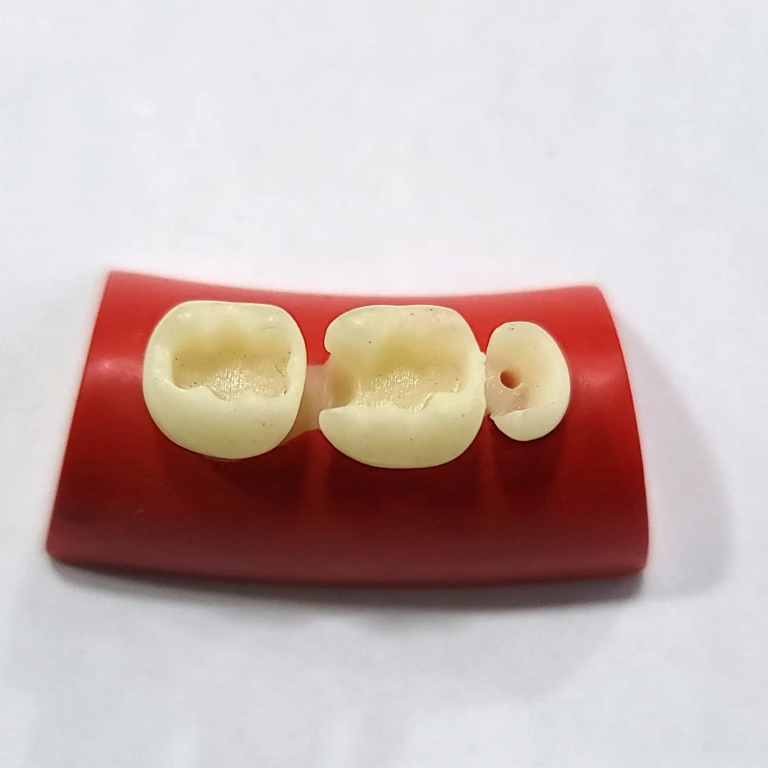 dental training model 3pcs