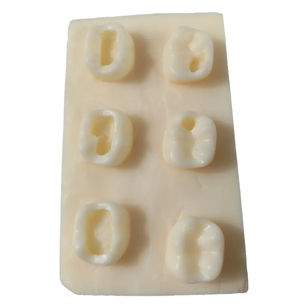 [70400000006TEE] dental training model used for practicing tooth restoration procedures 6teeth