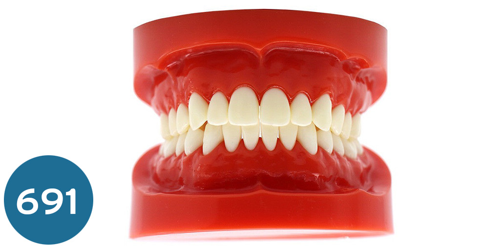 موديل اسنان تعليمي سوري  plastic study teeth model