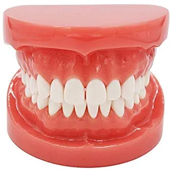 [7100000000PLAS] موديل اسنان تعليمي سوري  plastic study teeth model