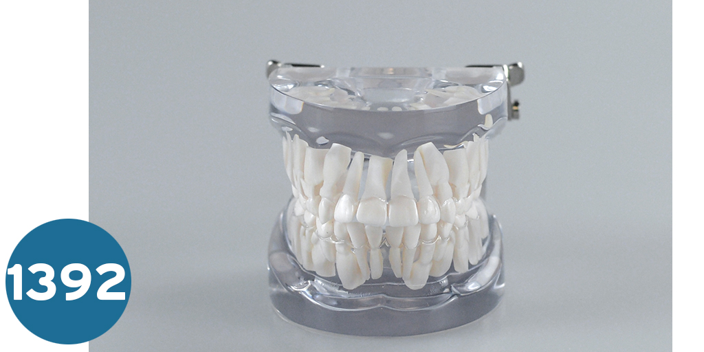 [008-0200] موديل اسنان لبنية ودائمة  Mixed Mannequin