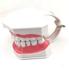 موديل اسنان تعليم تفريش الاسنان Brush Teaching Model