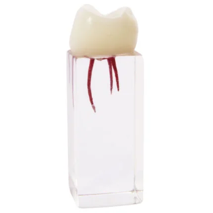 dental root canal training model موديل