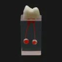 transparent dental endodontic root canal practice model موديل