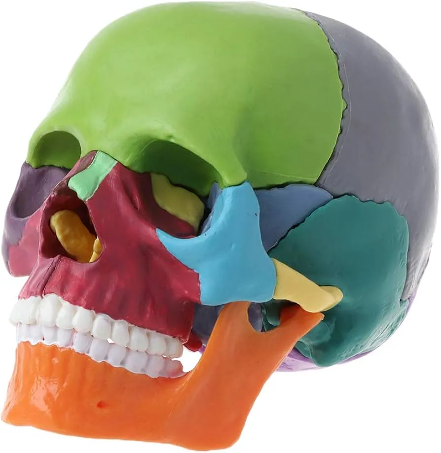 [710000000SKUL] نموذج جمجمة تعليم بشرية  SKULL