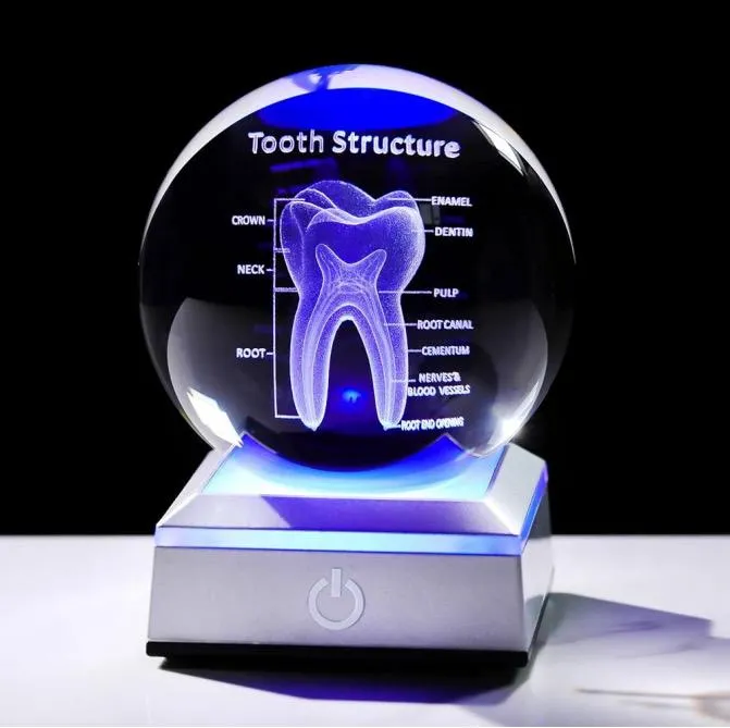 3D Human Tooth Anatomy Model Decor مجسم اضائه مكتب