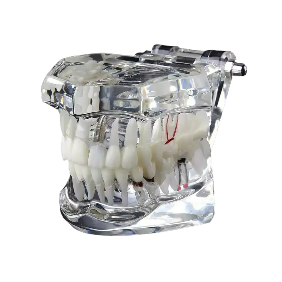 NMD Dental All in one model
موديل اسنان