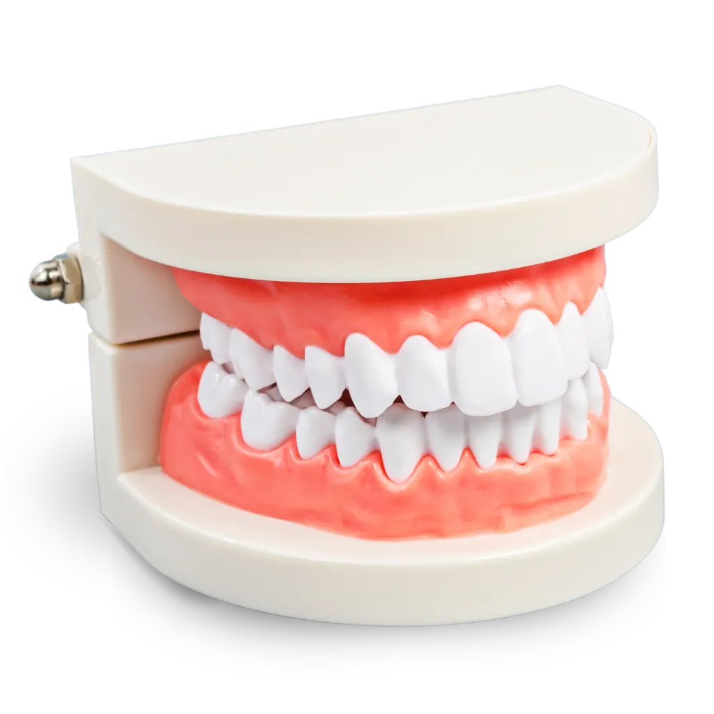 [710000000ARCH] Dental Model Archives موديل اسنان