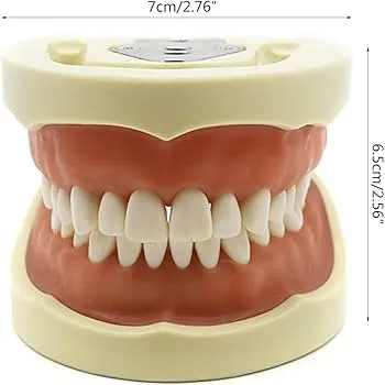 [7100000000RM32] Dental 32 Removable Soft Gums Tooth Model
موديل اسنان