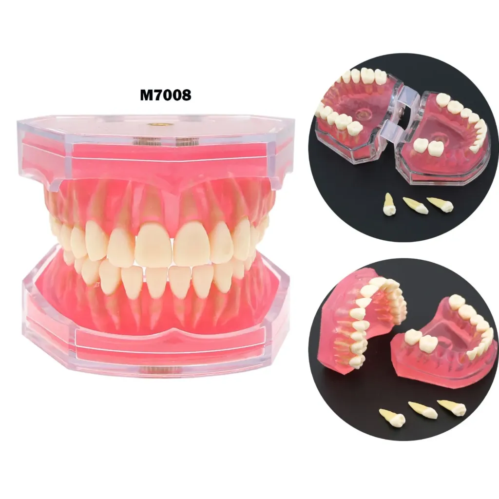 [7100000TYPO] Typodont Practice Study Standard Teeth Model 28 Pcs
موديل اسنان
