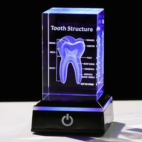 3D Human Tooth Anatomy Model Decor مجسم اضائه مكتب (مكعب)