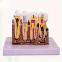 Root Canal Treatment Model‏
 موديل